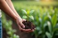 How much is fertilizer in Philippines