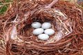 How To Make Bird Eggs?