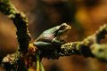 What do frogs represent in folklore