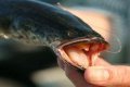 What is so bad about snakehead fish