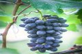 What wine is made from black grapes