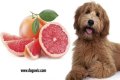 Why is grapefruit poisonous to dogs